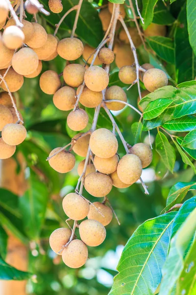 Frutas longan en Chiang Mai — Foto de Stock