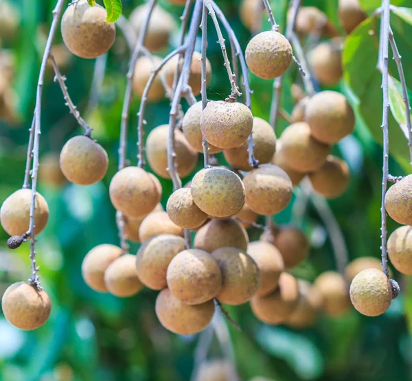 Ovoce longan v Chiang Mai — Stock fotografie