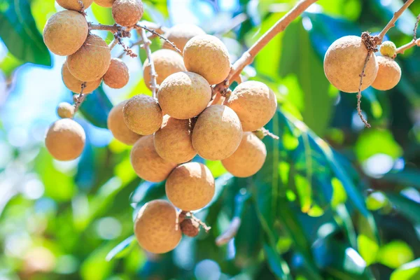 Fruits longan in Chiang Mai — Stock Photo, Image