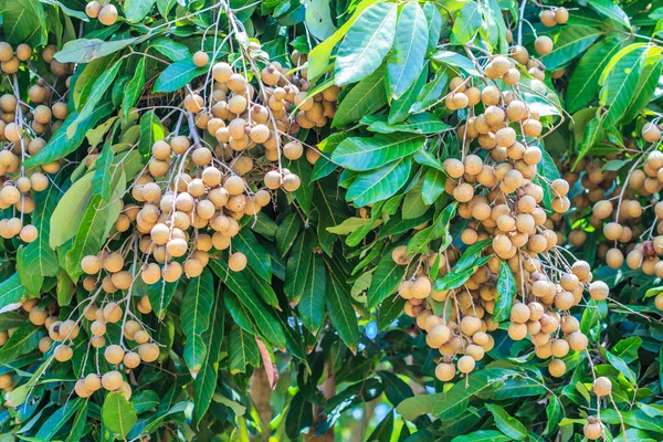 Φρούτα longan σε Chiang Mai — Φωτογραφία Αρχείου