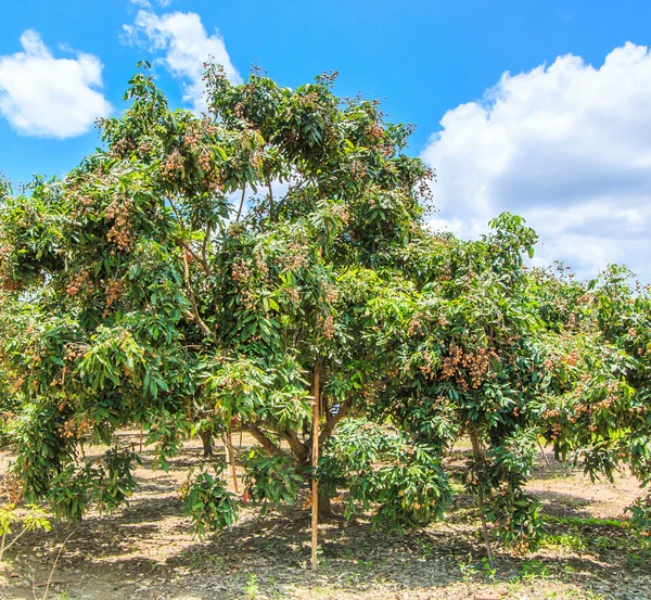 Fruits longan in Chiang Mai — Stock Photo, Image