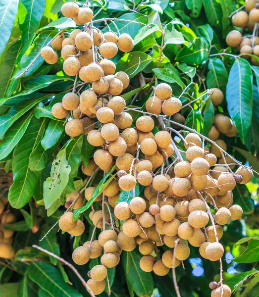 Vruchten longan in Chiang Mai — Stockfoto