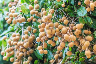 Meyve longan Chiang Mai