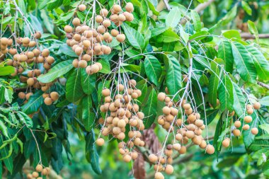 Meyve longan Chiang Mai