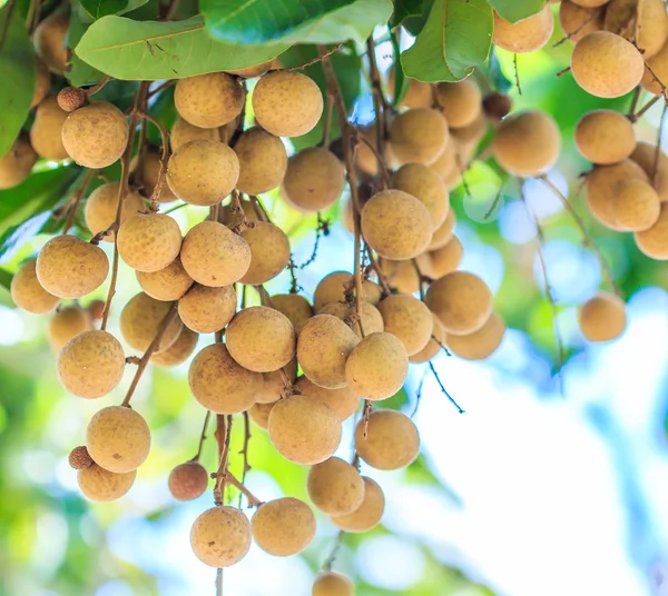 Frutas longan en Chiang Mai — Foto de Stock