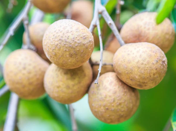 Fruits longan in Chiang Mai — Stock Photo, Image