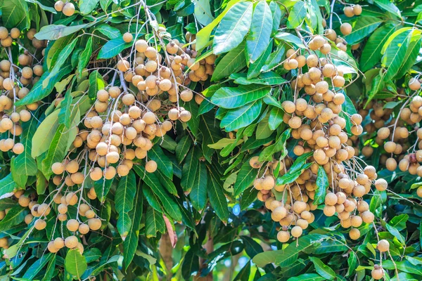 Meyve longan Chiang Mai — Stok fotoğraf