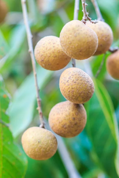 Fruits longan in Chiang Mai — Stock Photo, Image