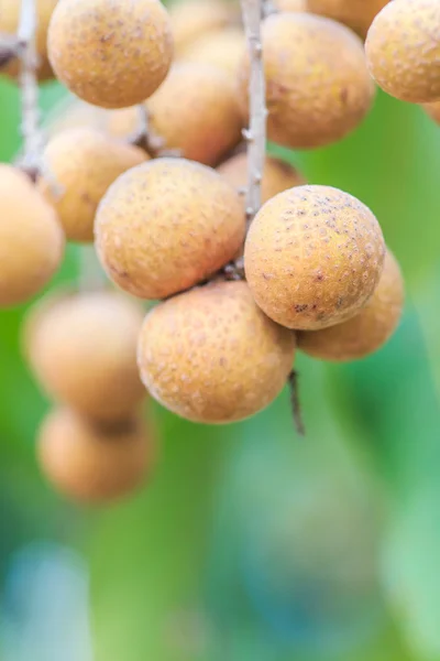 Frutta longan a Chiang Mai — Foto Stock