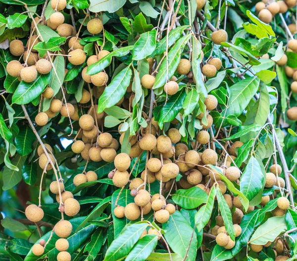 Meyve longan Chiang Mai — Stok fotoğraf