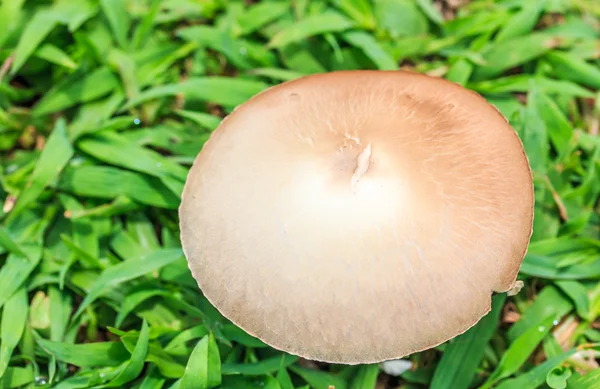 Cogumelo branco na grama verde — Fotografia de Stock