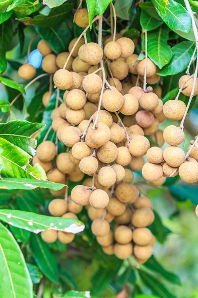 Meyve longan Chiang Mai — Stok fotoğraf