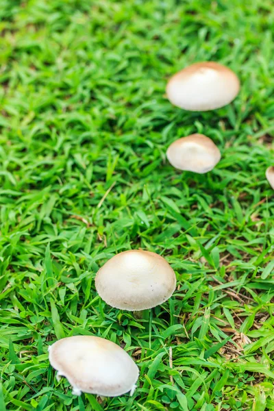 Cogumelos brancos na grama verde — Fotografia de Stock