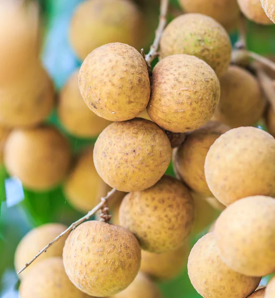 Frutas longan en Chiang Mai —  Fotos de Stock