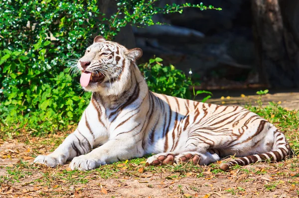Tigre bianca animale in natura — Foto Stock