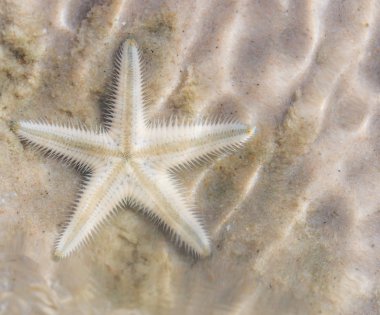 Denizyıldızı plaj sahil üzerinde