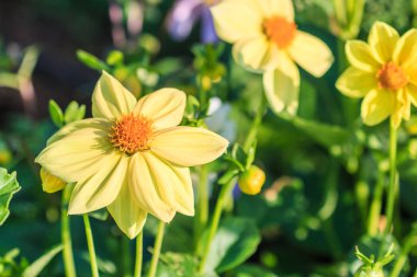 renkli yıldız çiçeği çiçek