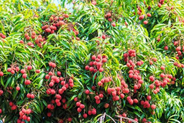 Lychee meyve Tayland