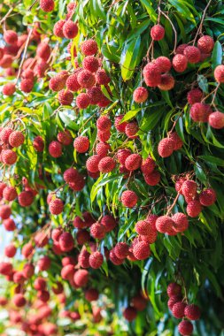 Lychee meyve Tayland