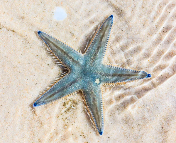 Starfish on beach seaside — Stock Photo, Image