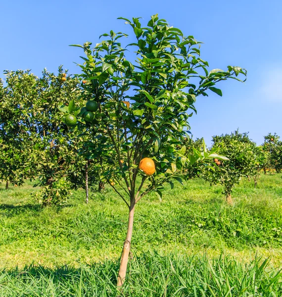 Čerstvé pomeranče na stromech — Stock fotografie