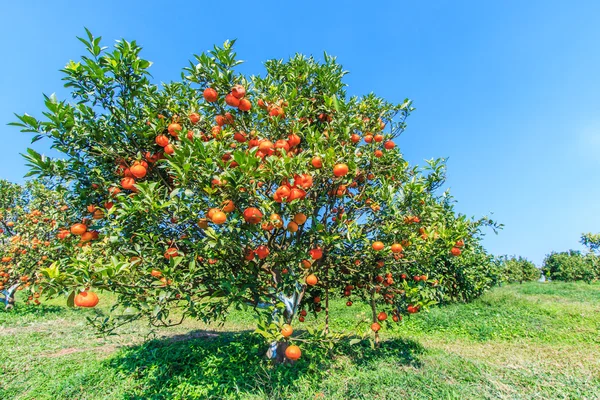 Świeże pomarańcze na drzewach — Zdjęcie stockowe