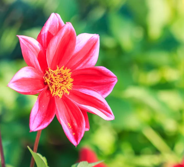 Mooie dahlia bloem — Stockfoto