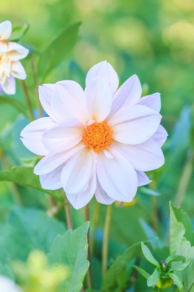 カラフルなダリアの花 — ストック写真