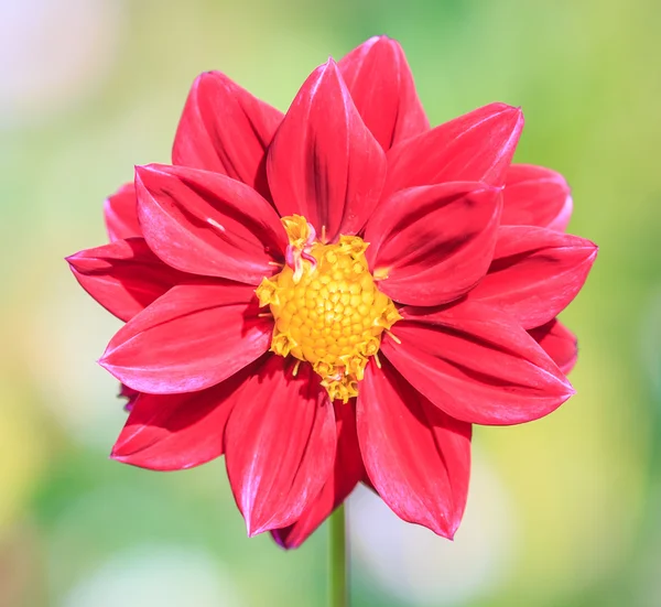 Schöne Dahlienblüte — Stockfoto