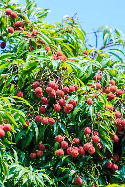 Litschi-Früchte in Thailand — Stockfoto