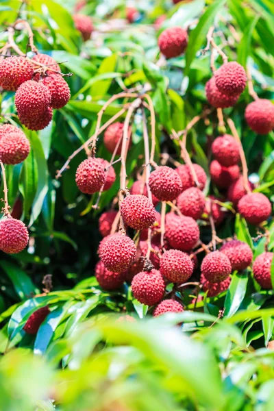 Litschi-Früchte in Thailand — Stockfoto