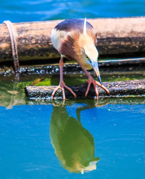 Javaanse vijver-Heron in Thailand — Stockfoto