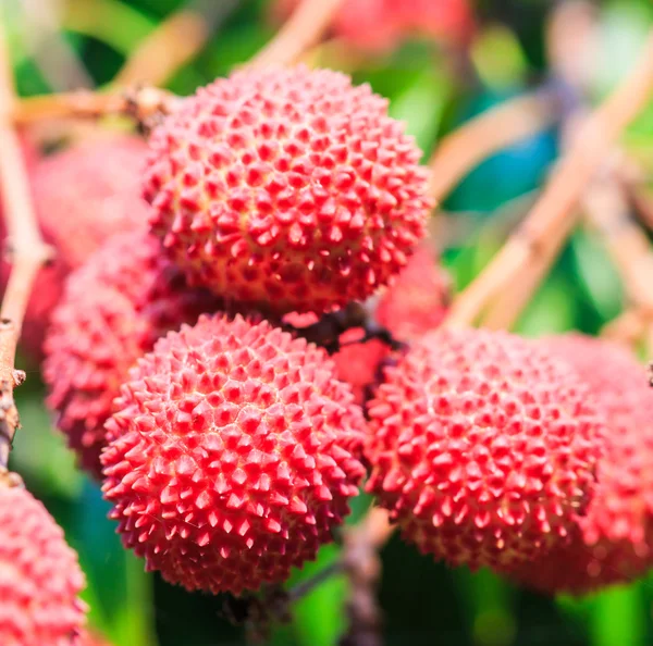 Lychee frukter i Thailand — Stockfoto