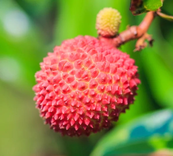 Fruta del lichi en Tailandia —  Fotos de Stock