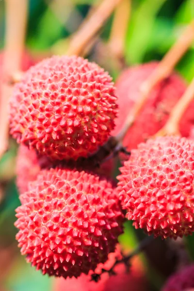 Lychee vruchten in Thailand — Stockfoto