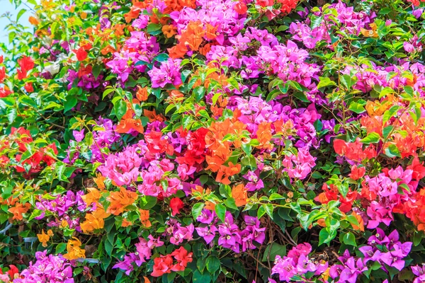 Bougainvillea flowers on nature — Stock Photo, Image