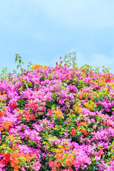 Bougainvillea blommor på natur — Stockfoto