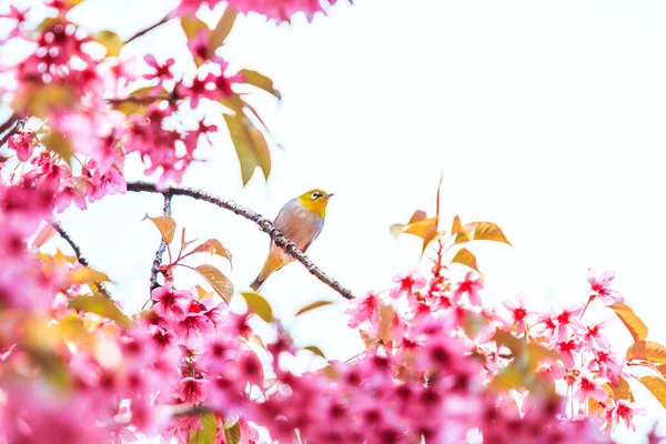 桜の鳥 — ストック写真