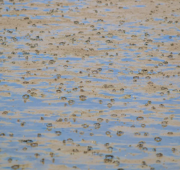 Krabben Mangrovenwald — Stockfoto