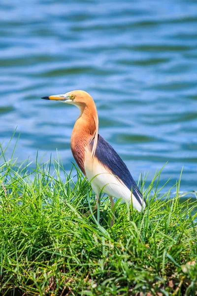 Javan Pond-Heron in Thailand — Stock Photo, Image