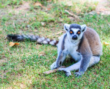 Ring-Tailed lemur hayvan