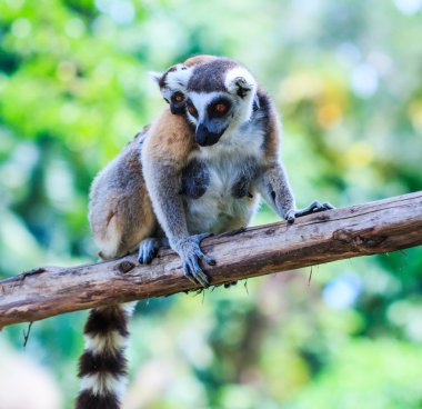 Doğada Ring-Tailed Lemurlar