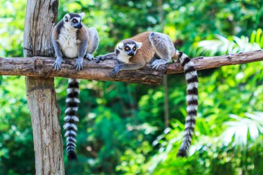 Doğada Ring-Tailed Lemurlar