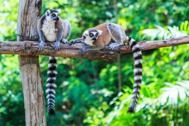 Ring-tailed lemurs  in nature clipart
