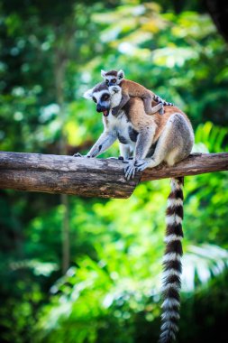 Doğada Ring-Tailed Lemurlar