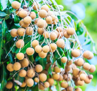 Meyve longan Chiang Mai