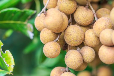 Meyve longan Chiang Mai