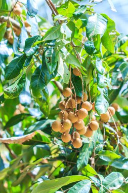 Meyve longan Chiang Mai