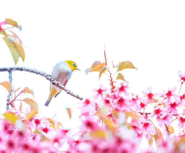 Vogel auf Kirschblüte — Stockfoto
