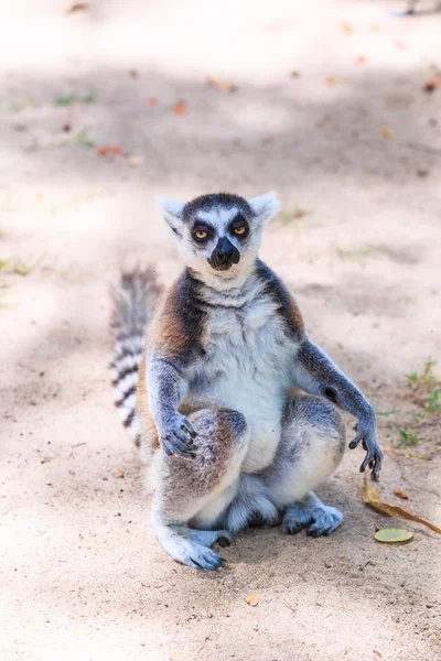 Ogoniasty lemur zwierząt — Zdjęcie stockowe